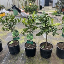 Citrus Kaffir Lime 60-70cm tree 20cm pot - Great for Thai Cooking