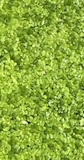 Duckweed Live Floating Freshwater Plant