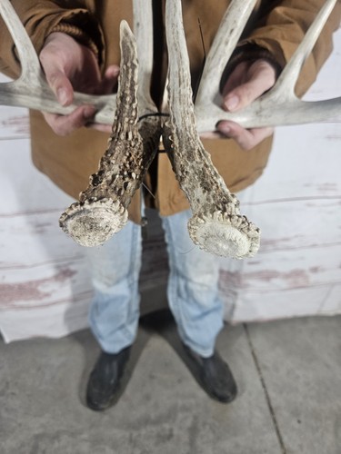 Wild 8 Point Whitetail Deer Antler Rack Horn Shed Set Man Cave Decor ...