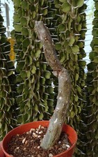 CEROPEGIA CIMICIODORA  stapelia pseudolithos huernia  caudex euphorbe jatropha