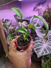 Monstera Burle Marx Flame Tropical Houseplant Fully Rooted