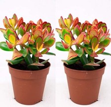 2 Jade plant  money tree cuttings