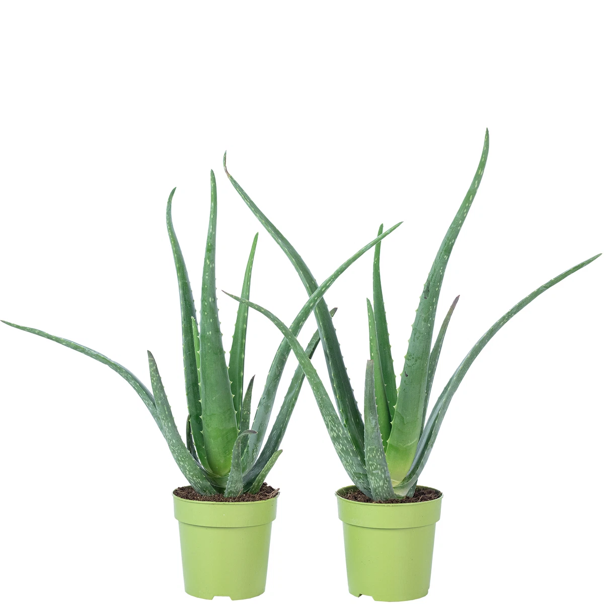 Echte Aloe Vera online kaufen | eBay.de