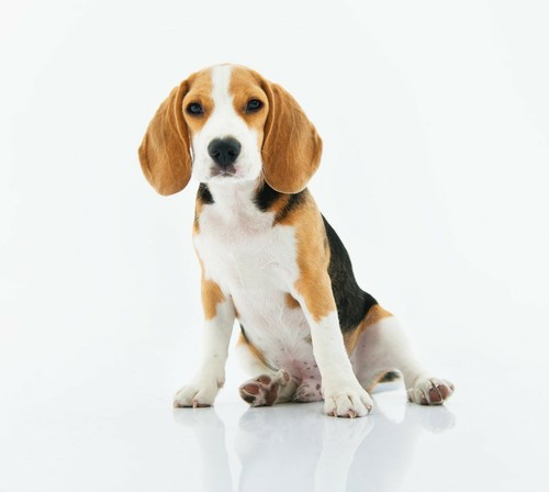 Beaphar Fiprotec Spot On Flohentfernung und -vorbeugung für mittelgroße Hunde (10 - 20 kg) - Bild 2 von 3