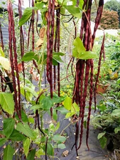 Red Yard Long Bean Seeds, NON-GMO, Chinese Red Noodle, Extra Long, FREE SHIPPING