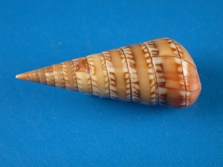 Niso splendidula Great Color Pattern 41.2mm Panama Shell G48