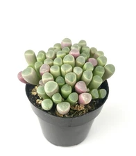 Baby Toes Succulent Fenestraria Rhopalophylla Live Potted Plant