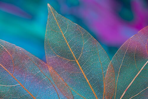 Digital Image Photo Picture Wallpaper Background Desktop Art Download Leaves