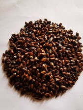 Cassia Seed, Jue Ming Zi,  250g Top grade 100% Natural