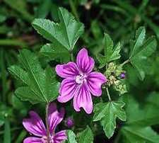 Mallow Malva sylvestris 1,000 seeds