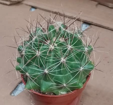 Ferocactus hamatacanthus Most Cold Hardy Ferocactus Long Hook Spines 69
