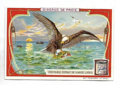 Pygargue - - Oiseaux de proie - Chromo Liebig - Trade card - Imagen 1 de 2
