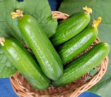 100+ Muncher Cucumber Seeds - ORGANIC -- HEIRLOOM - NON GMO -- FRESH