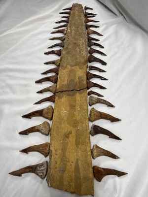 Moroccan Fossil Onchopristis Saw Rostrum with 39 teeth - Cretaceous ...