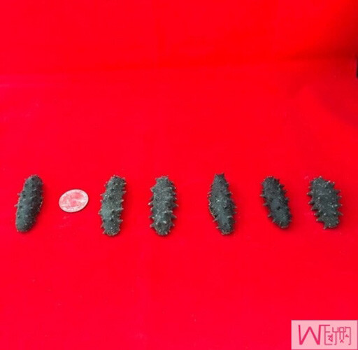 生海参 46g Kansai wild sea cucumber 关西刺参野生淡干x 2 Boxes | eBay