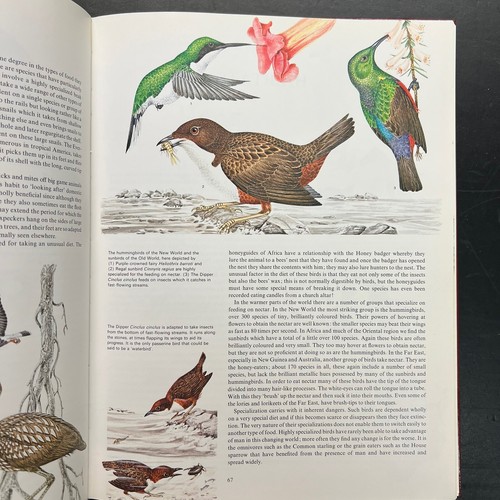 “Birds: Their Life, Their Ways, Their World” by Perrins | HC Book | VTG 1987 - Picture 13 of 22