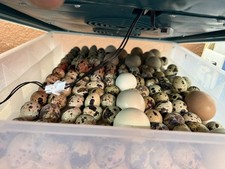 Coturnix Quail Hatching Eggs, Jumbo white, coturnix black, jumbo brown, assorted