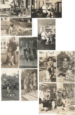 Lustiger Bernhardiner Hund mit Familie und Torte Original Antik Konvolut 28 40er Jahre Fotos