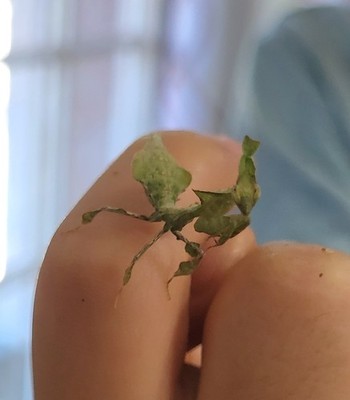10 Total  L2 - L3 Ghost Mantises (Phyllocrania paradoxa), Nymphs praying mantis