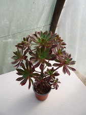 Aeonium simsii x schwartzkopf big lovely succulent hybride  pot10cm wysiwyg