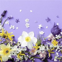 20 Cocktailservietten Soft Spring Lilacs Narzissen Blumen FrüHling Lila 24X24Cm