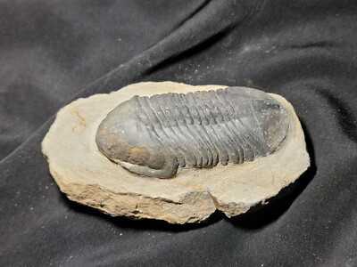 Massive Struveaspistrilobite fossil From the Devonian of Morocco 