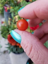 Spoon Tomato Seeds 10 Organic Seeds *Free Shipping*