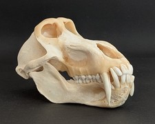Affenschädel XL Länge 23 cm B-Ware Pavianschädel baboon skull Papio Ursinus 84