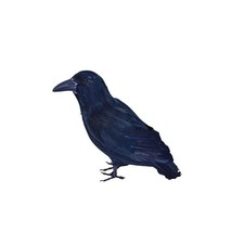 Rubies - Feathered Raven