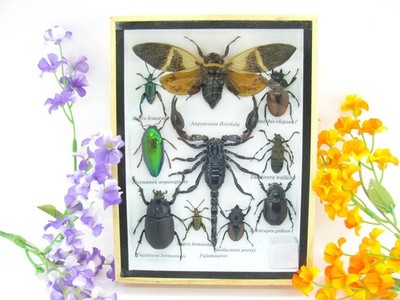 Unique piece - Real 3D prepared insects, showcase mural, museum quality a-m-54