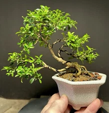 Bonsai Tree Kingsville Boxwood Shohin 12 Years Old 8” Tall Crackle Glaze Pot