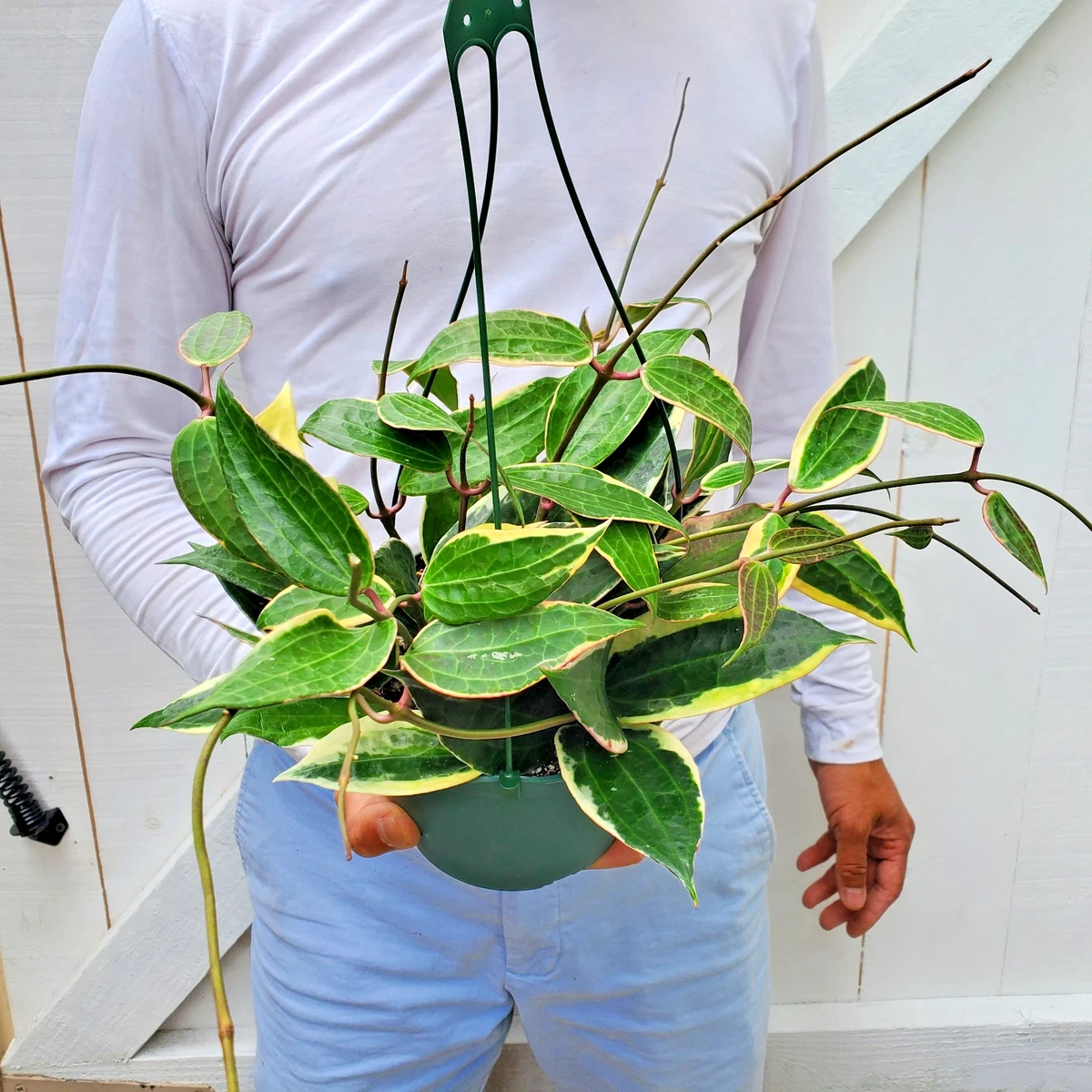 Hoya Houseplants for sale | eBay
