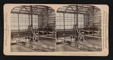 The shoot, Sutro Baths, San Francisco, California Old Photo