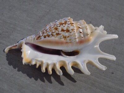 Shell: NEW STROMBIDAE OPHIGLOSSOLAMBIS PURPLE 118mm MAURITIUS ISLAND