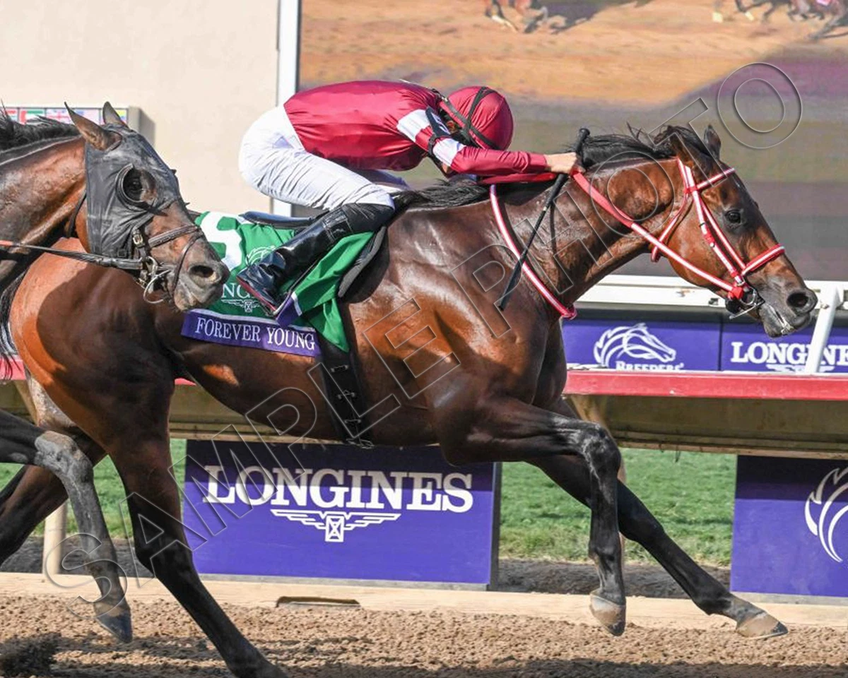 Breeders' Cup Men Horse Racing Fan Apparel & Souvenirs for sale | eBay