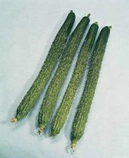 Japanese Suhyo Slicing Cucumber Seeds (25+ Seeds)(More Heirloom, Organic, Non GM
