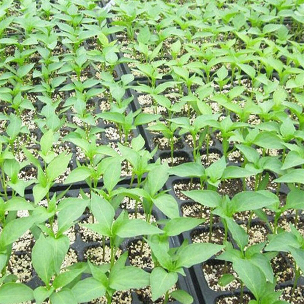 1/10X Plastic Seedling Starter Trays Plant Flower Pot Nursery Box 21