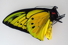 Ornithoptera Butterfly for sale | eBay