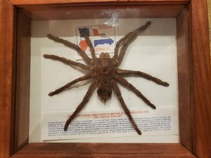 Real CollectibleTaxidermy 6” Goliath Bird-Eater Tarantula Spider In Shadow Box