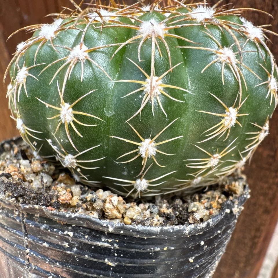 Frailea Pumila, Britton Rose Live Cactus Plant - Image 4 of 4