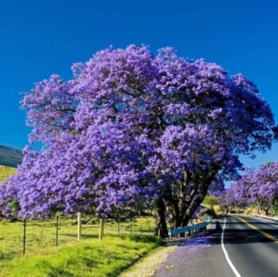 Set 2 Blue Jacaranda Tree Plant Live - Jacaranda Mimosifolia - 3-5