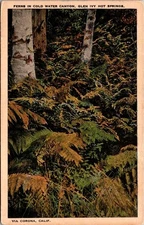Ferns In Cold Water Canyon Glen Ivy Hot Springs Via Corona Calif Linen Postcard