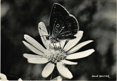 CPM DANIEL GAULTIER, O TOI MA DOUCE FLEUR, SAID THE BUTTERFLY (d1605)