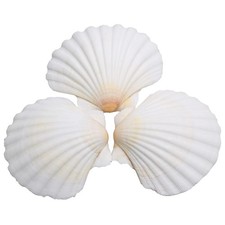 25 Pcs Natural White Scallop Seashells 2 to 3 Inch for Crafts Home Decor Baking