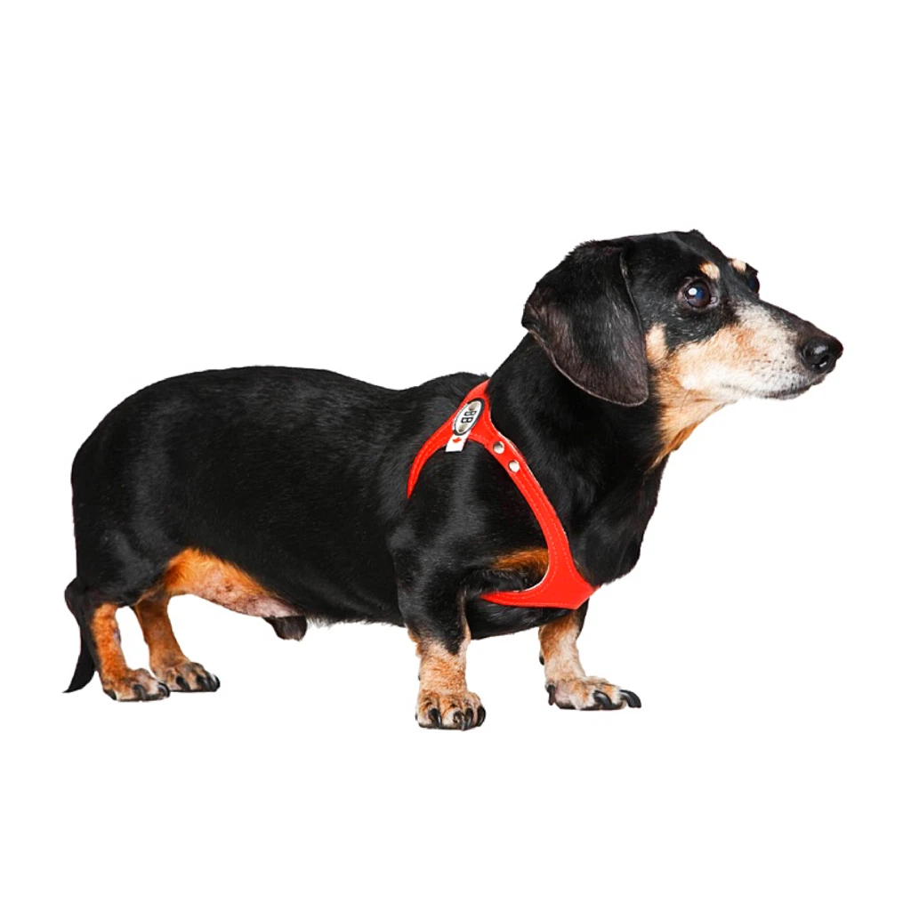 Caramel Harness - . Leather harness for dogs