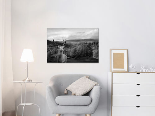 Stag, Red deer, Scotland,black and white, mounted canvas print ready to hang - Picture 5 of 6