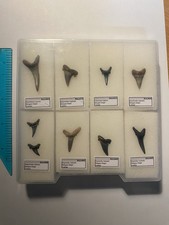 Collection Of Belgian Fossil Shark Teeth, Eocene, Balegem