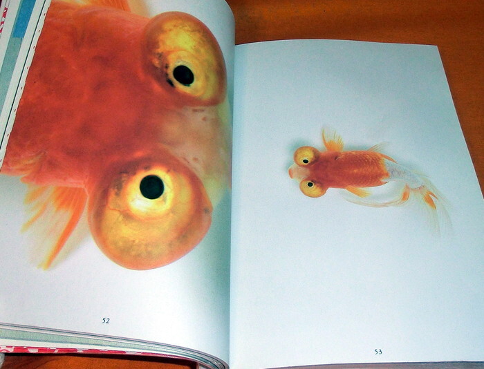 Kingyo - The Graphics of Japanese Goldfish book,japan