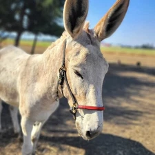 Black And Red Biothane Halter Bridle With Brass Hardware Horse Size Endurance