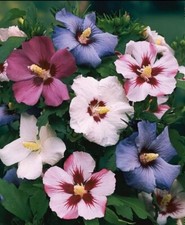 50 Mixed Colors ROSE Of SHARON HIBISCUS Syriacus Flower Tree Bush Seeds Mix
